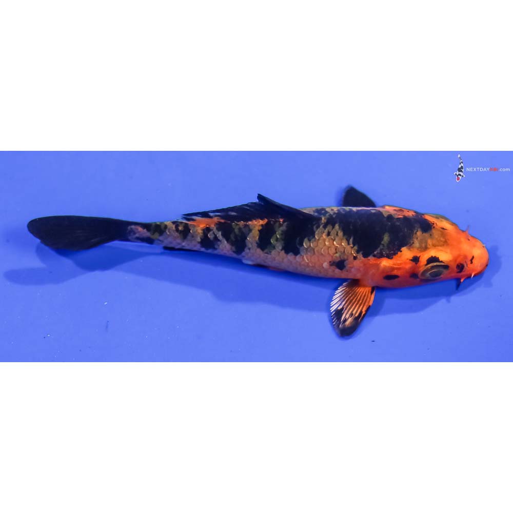 3” Imported Kin Aka Bekko