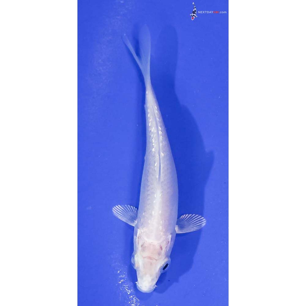 3” Imported Gin Rin Platinum Ogon