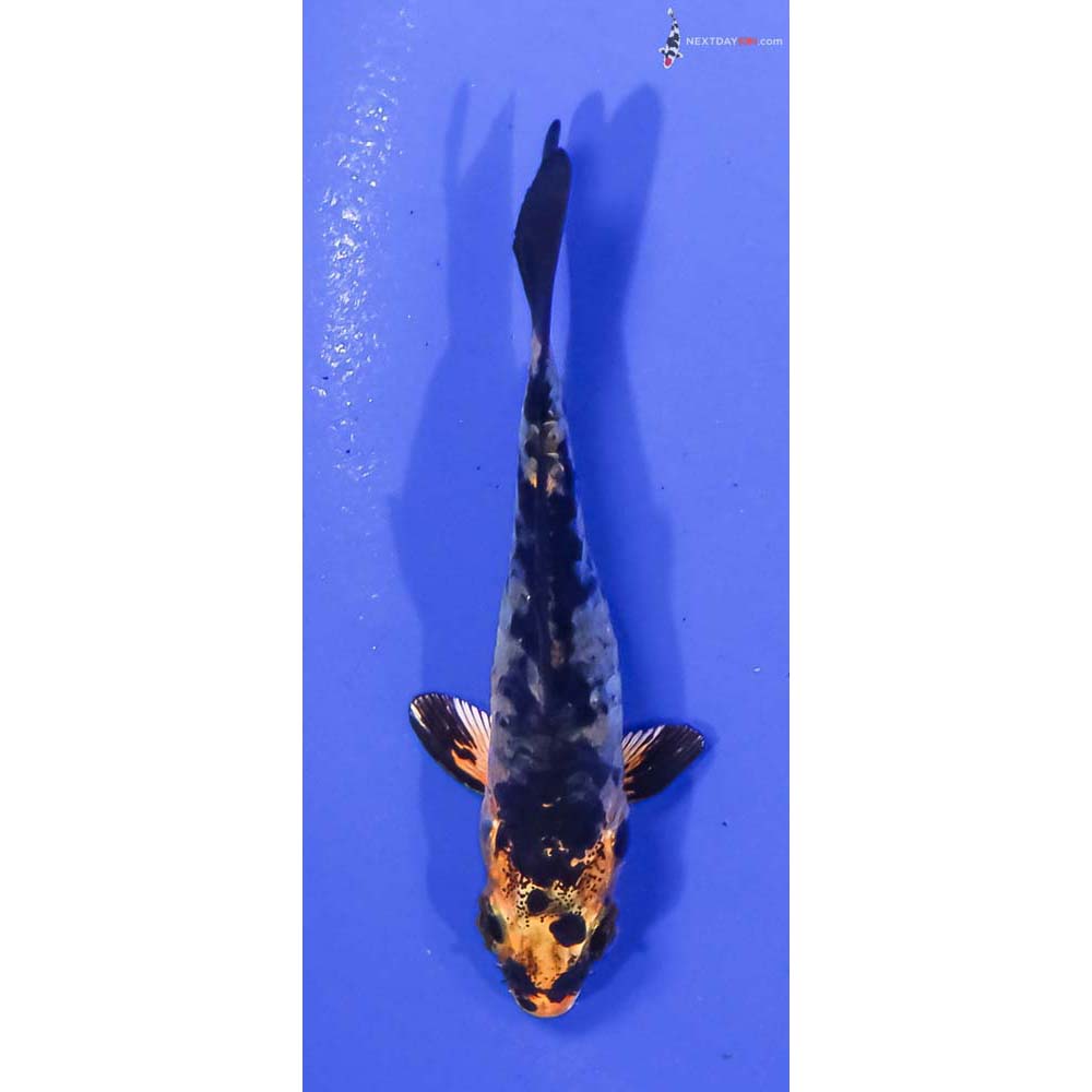 3” Imported Armor Scaled Kin Aka Bekko