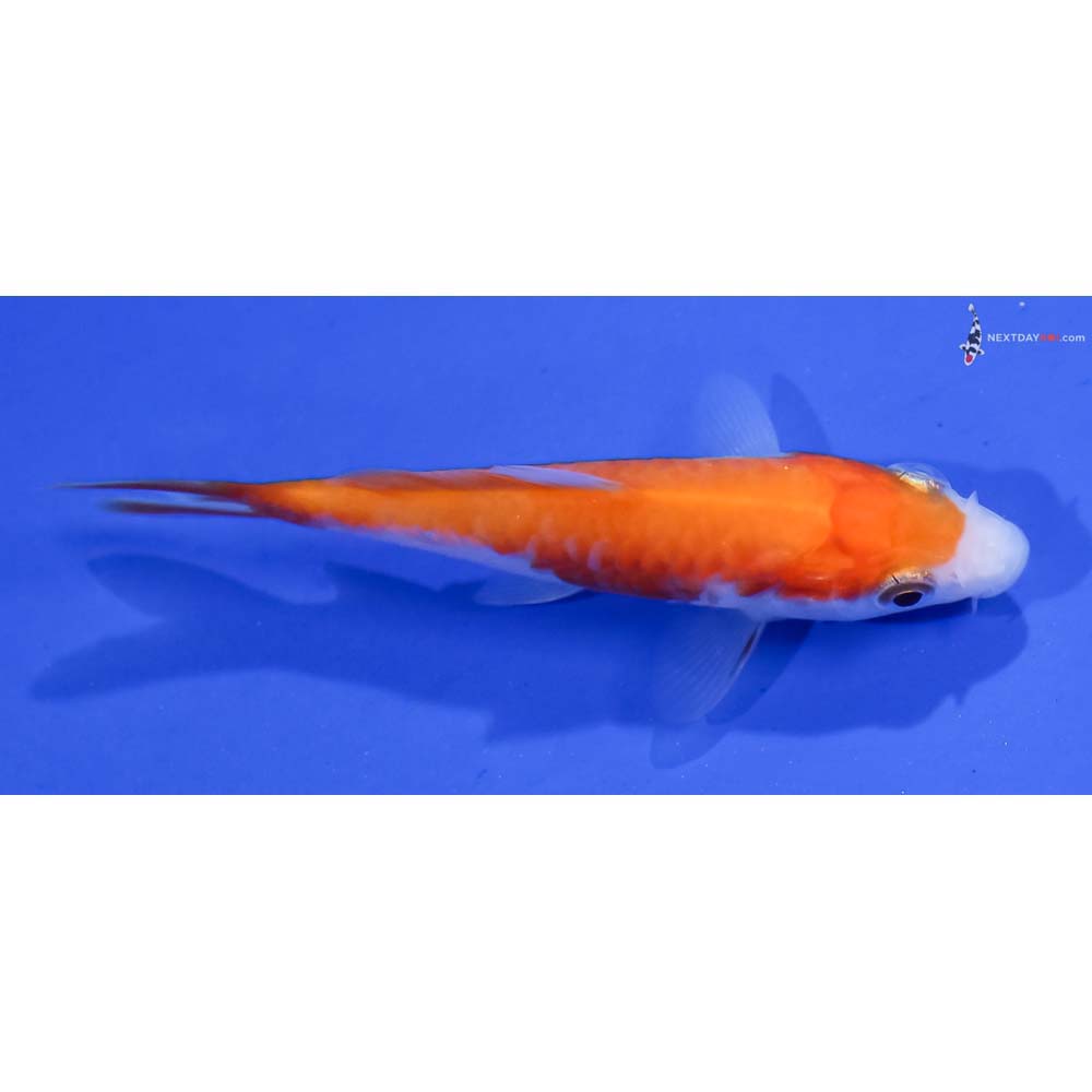 3” Imported Armor Scaled Kohaku