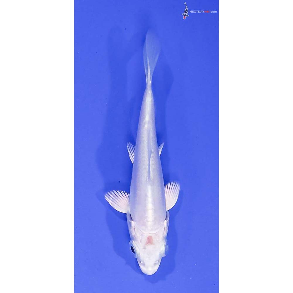 3.5” Imported Doitsu Platinum Ogon