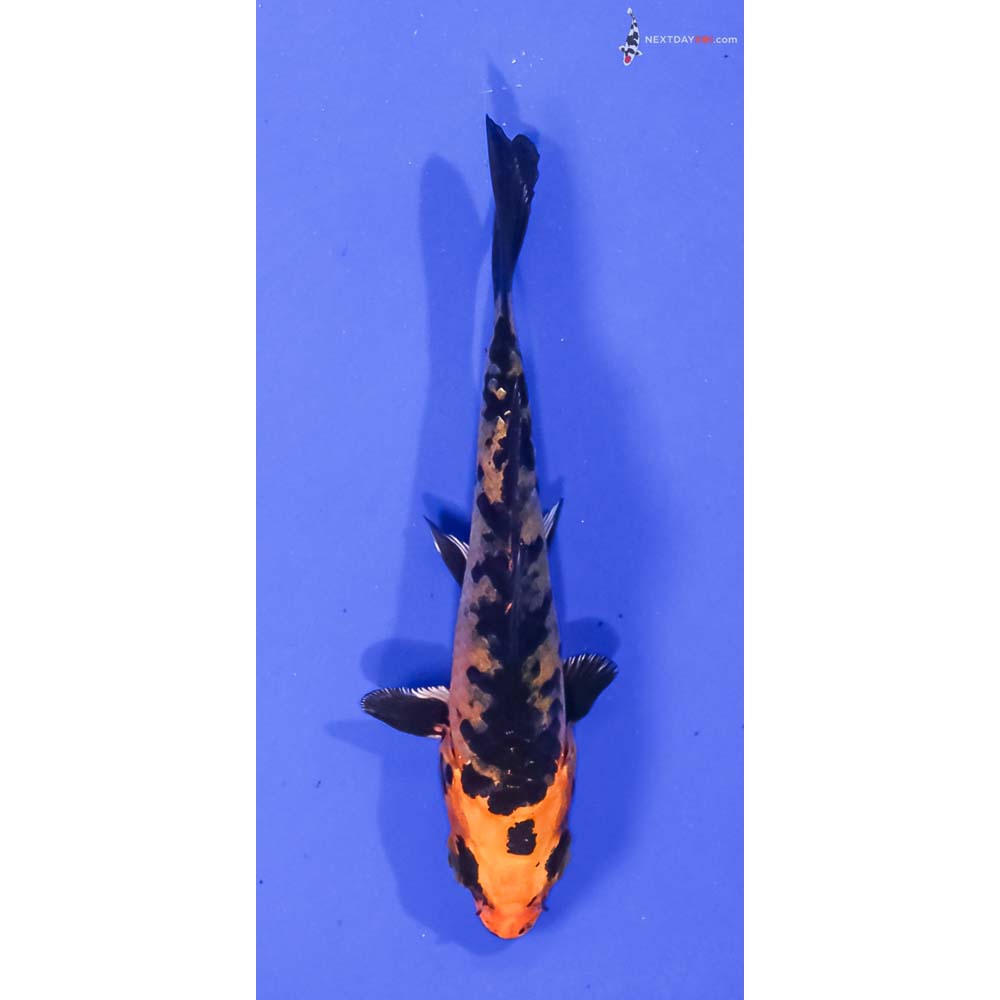 3.5” Imported Kin Aka Bekko