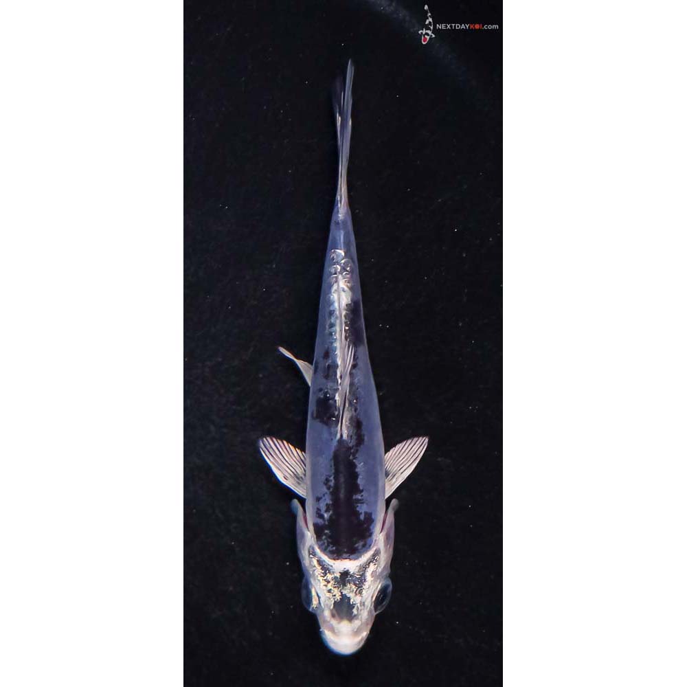 3.5” Imported Doitsu Blue Gin Shiro Bekko