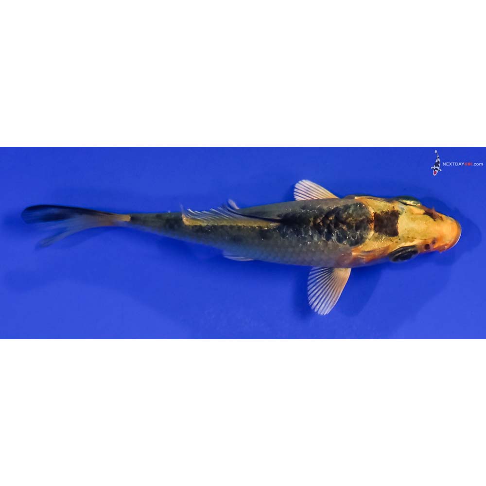 3” Imported Ki Matsuba