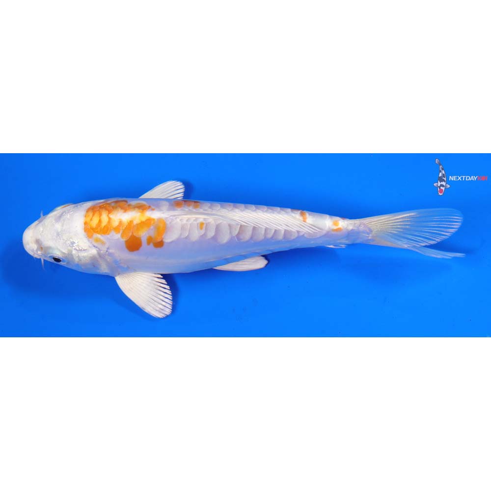 6.5” Imported Kikusui