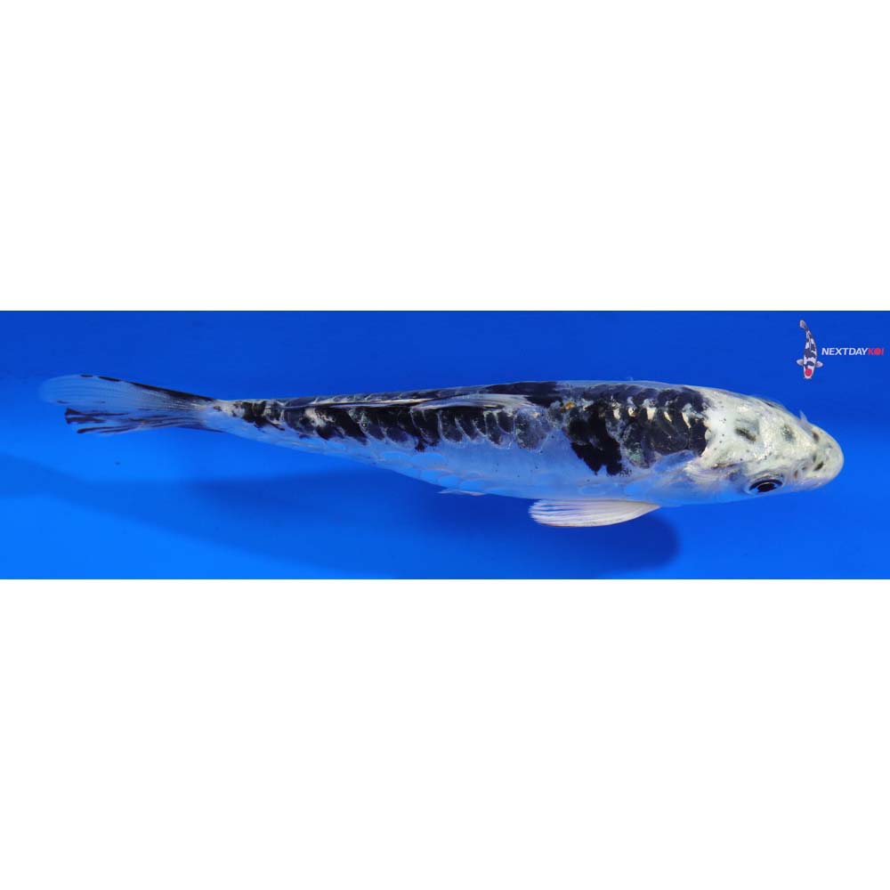 5.5” Imported Doitsu Gin Matsuba