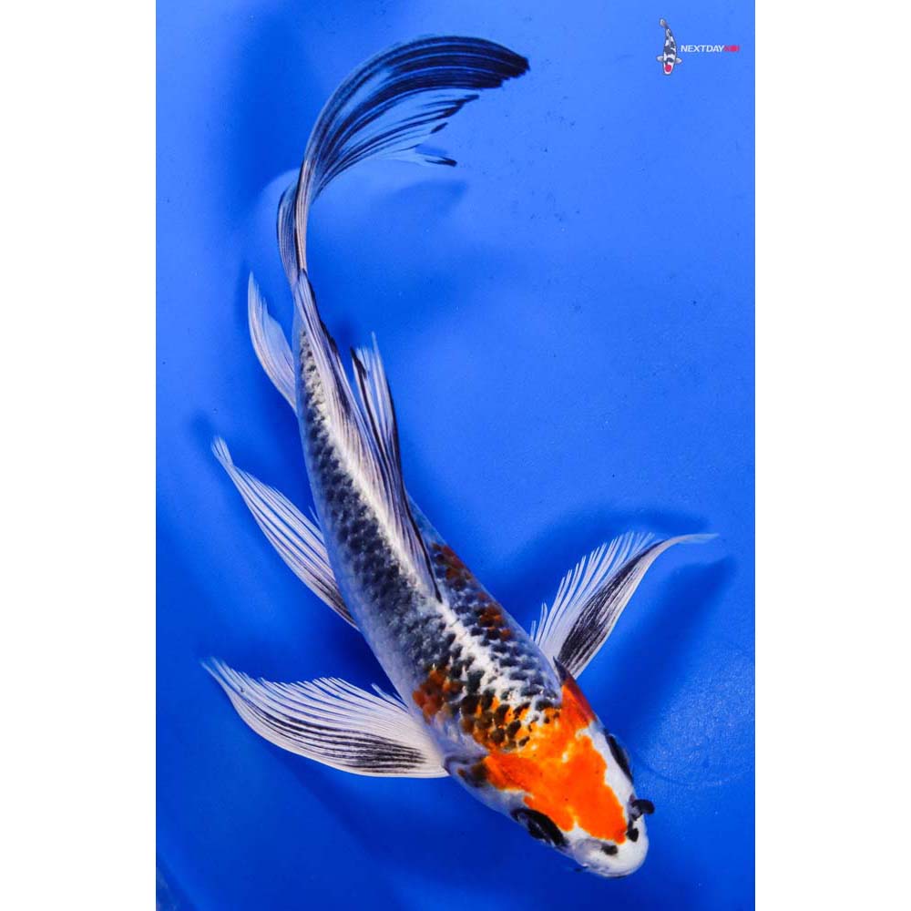 6.5” Imported Kujaku Butterfly Koi