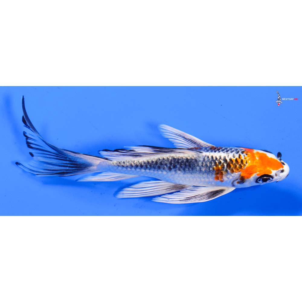 6.5” Imported Kujaku Butterfly Koi