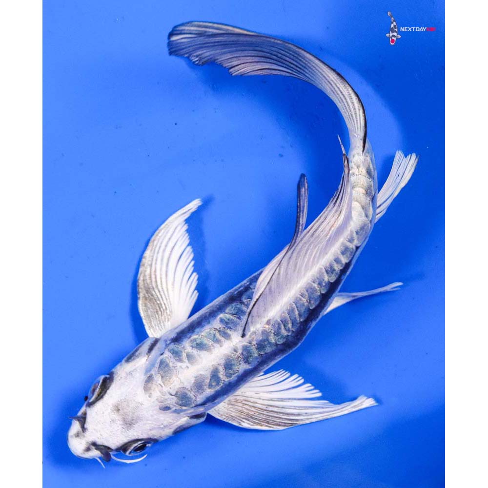 6.5” Imported Kikokuryu Butterfly Koi