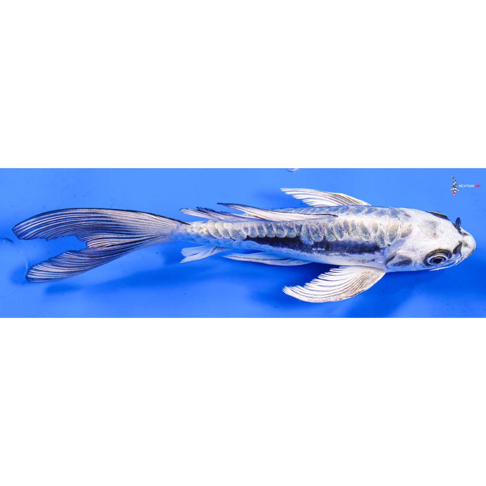 6.5” Imported Kikokuryu Butterfly Koi