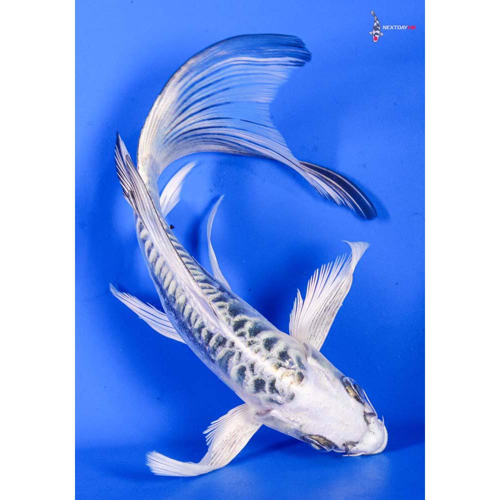 7” Imported Doitsu Gin Matsuba Butterfly Koi