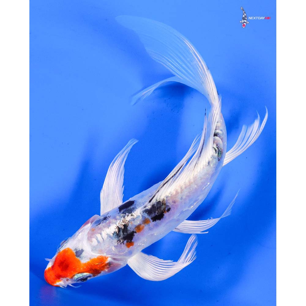 7” Imported Heisei Nishiki Butterfly Koi