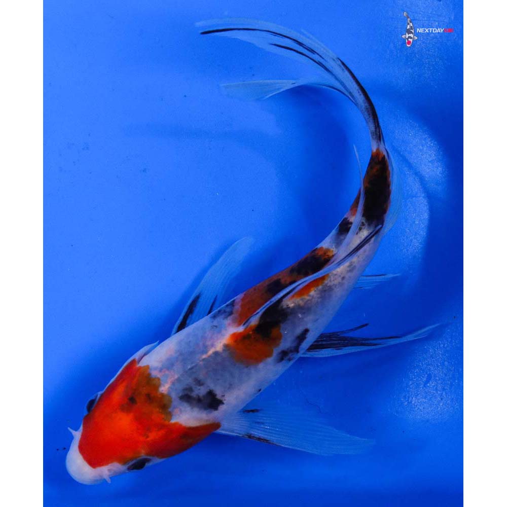 6” Imported Sanke Butterfly Koi