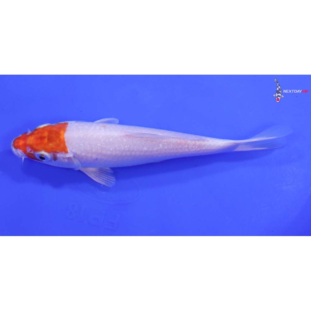 6.5” Imported Hariwake Butterfly Koi