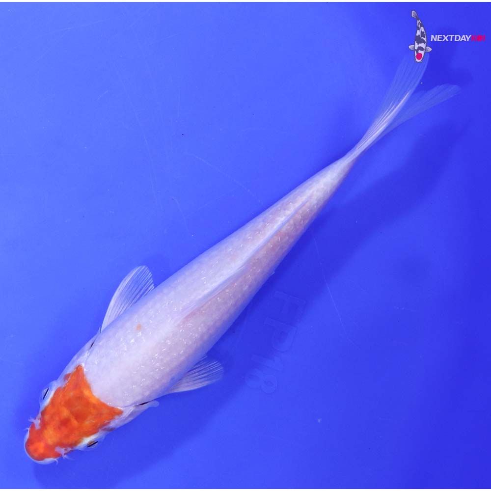 6.5” Imported Hariwake Butterfly Koi