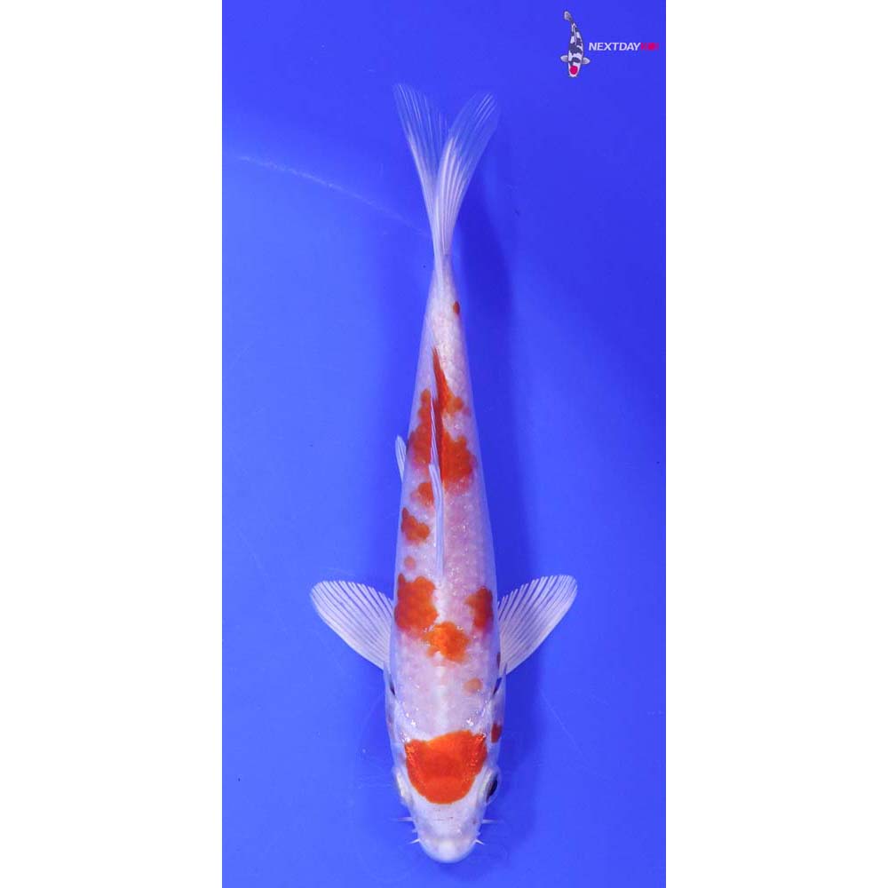 6.5” Imported Hariwake Butterfly Koi
