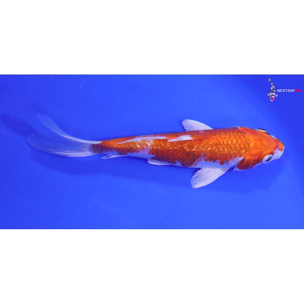 6.5” Imported Gin Rin Hariwake Butterfly Koi