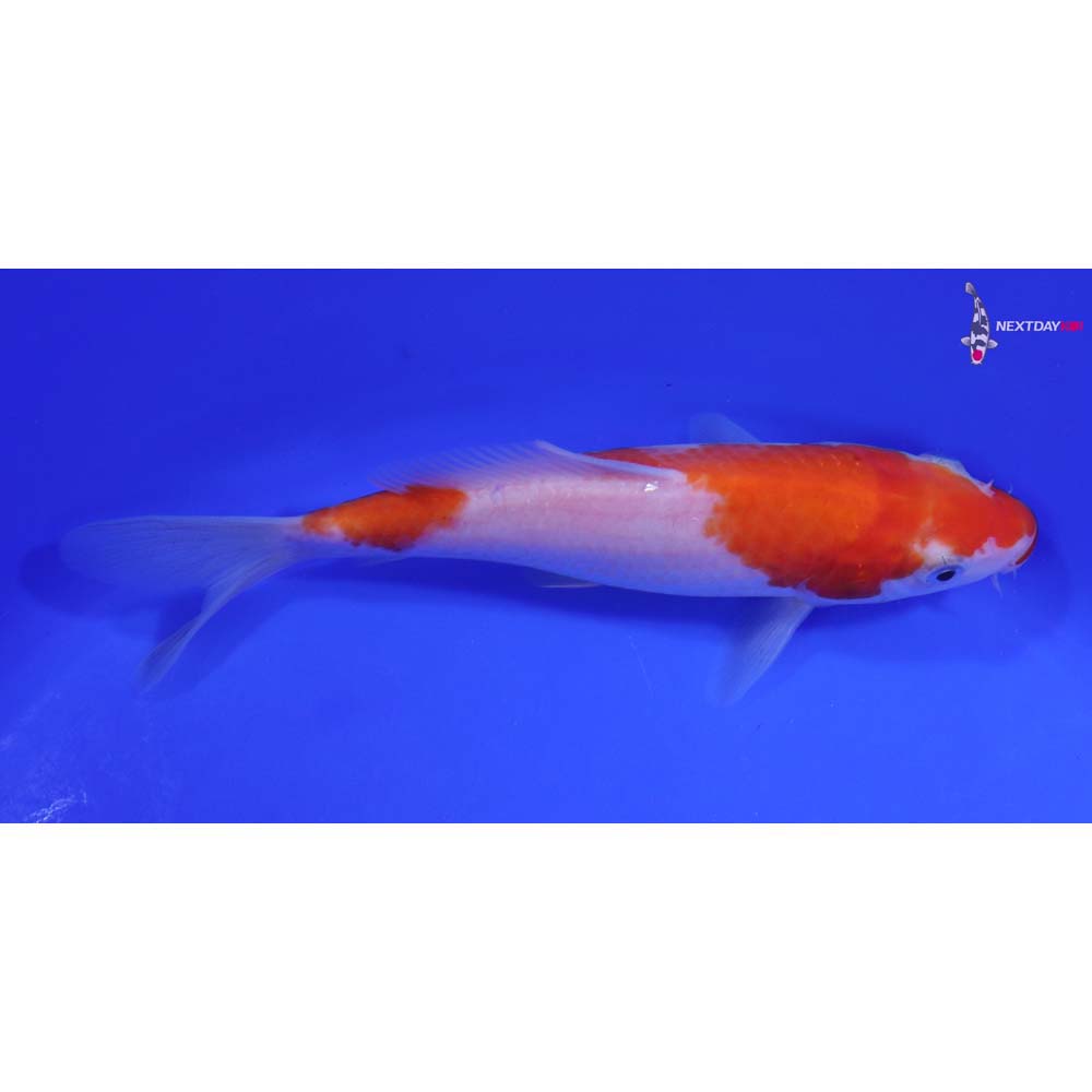 6.5” Imported Kohaku Butterfly Koi