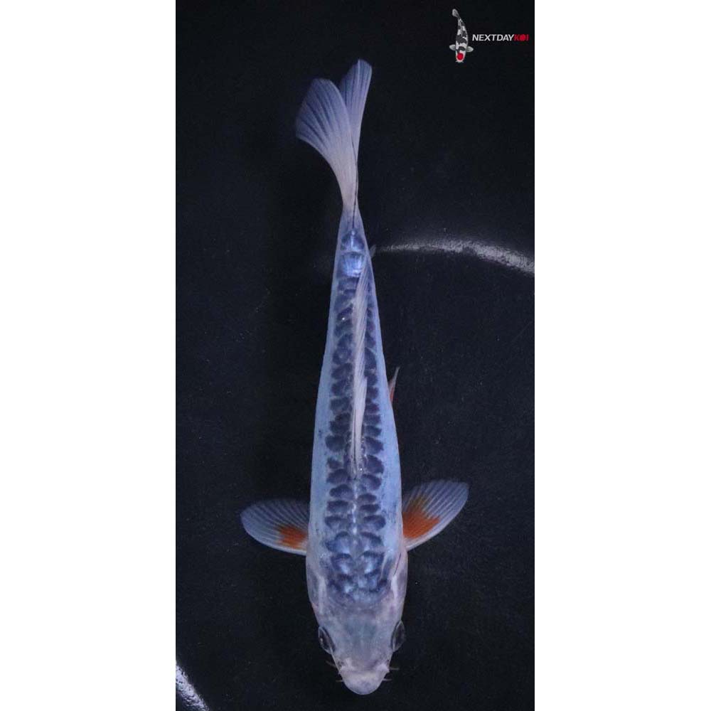 7” Imported Shusui Butterfly Koi