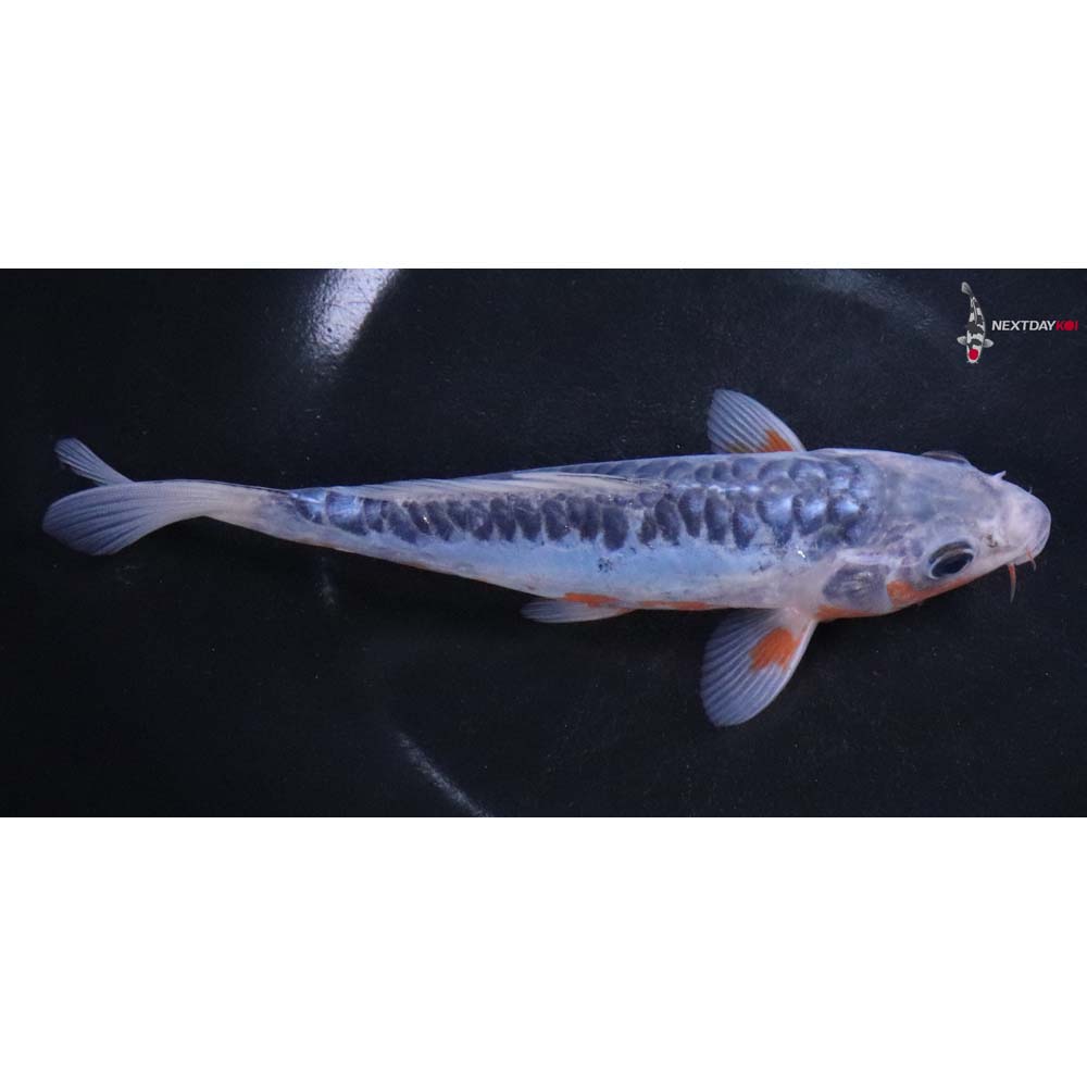 7” Imported Shusui Butterfly Koi