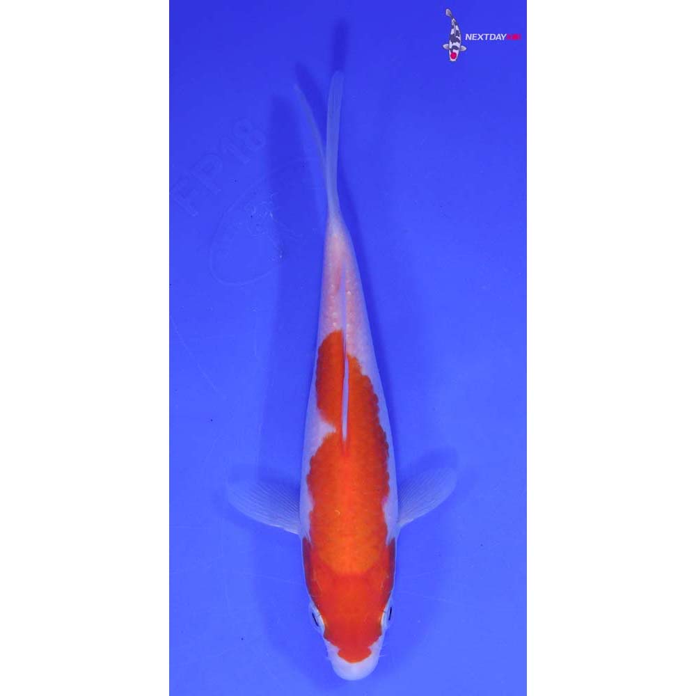 6” Imported Kohaku Butterfly Koi