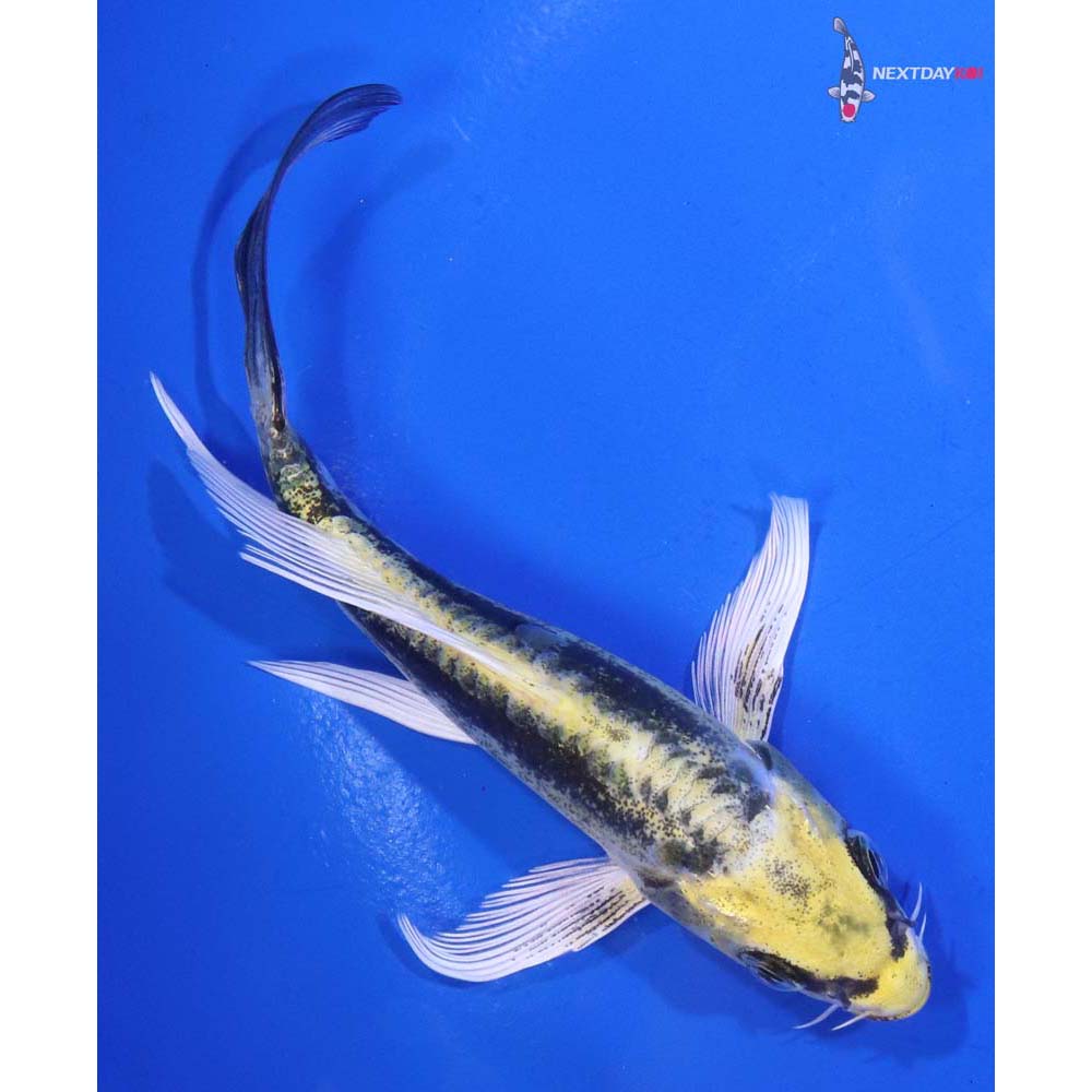 4.5” Imported Kin Kikokuryu Butterfly Koi