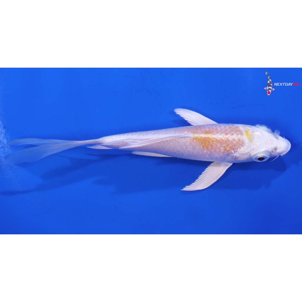 4.5” Imported Lemon Hariwake Butterfly Koi