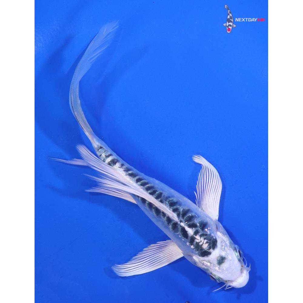 4.5” Imported Doitsu Blue Gin Matsuba Butterfly Koi