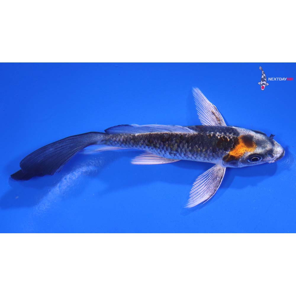4.5” Imported Kujaku Butterfly Koi