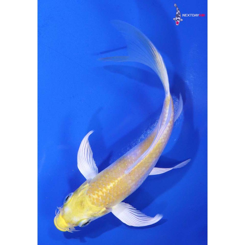 4.5” Imported Lemon Hariwake Butterfly Koi