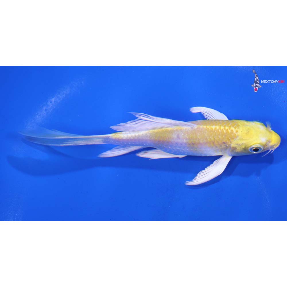 4.5” Imported Lemon Hariwake Butterfly Koi
