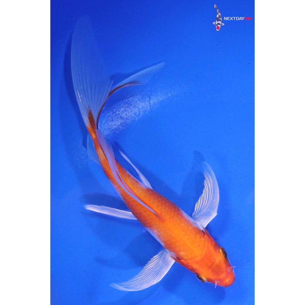5” Imported Hariwake Butterfly Koi