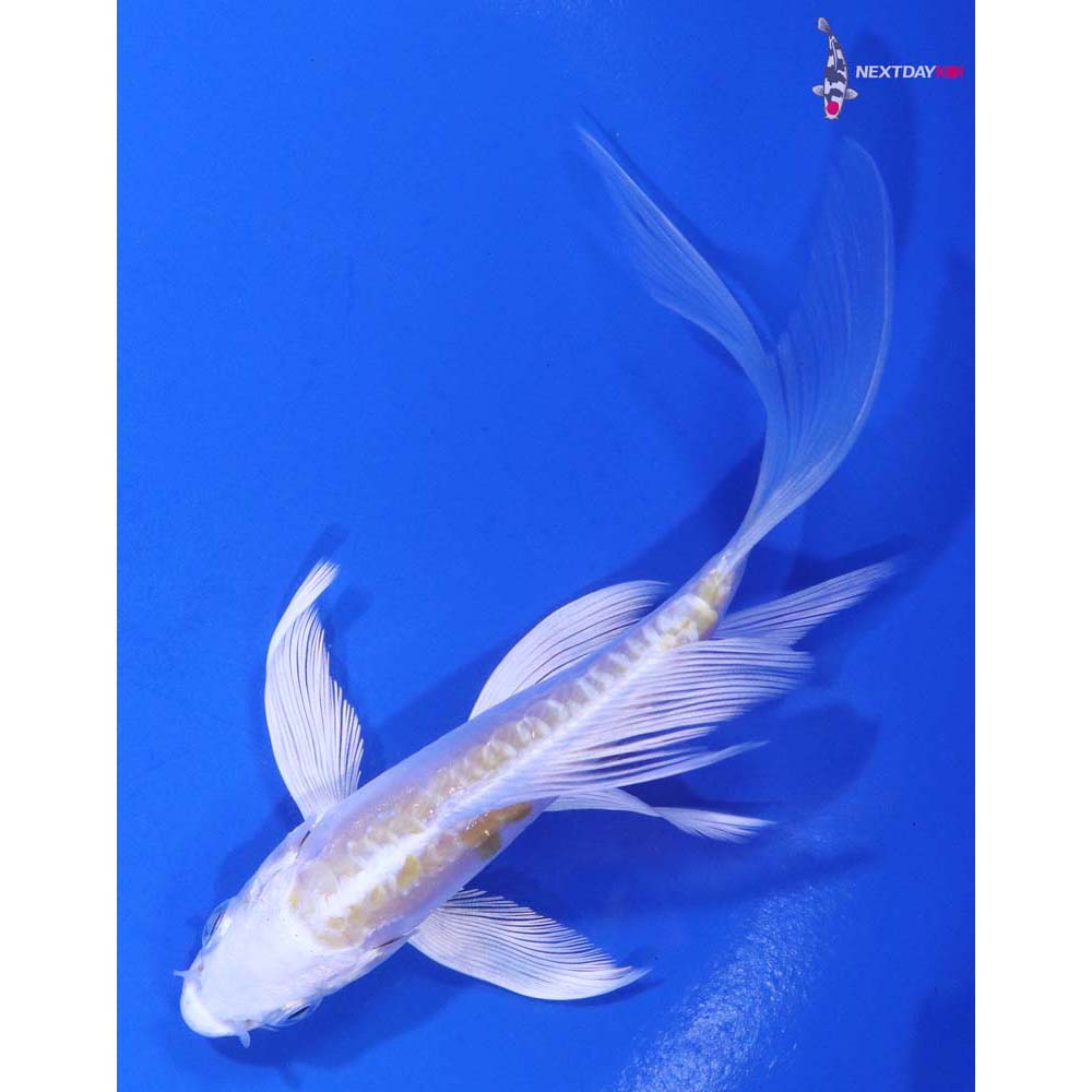 5” Imported Doitsu Lemon Hariwake Butterfly Koi