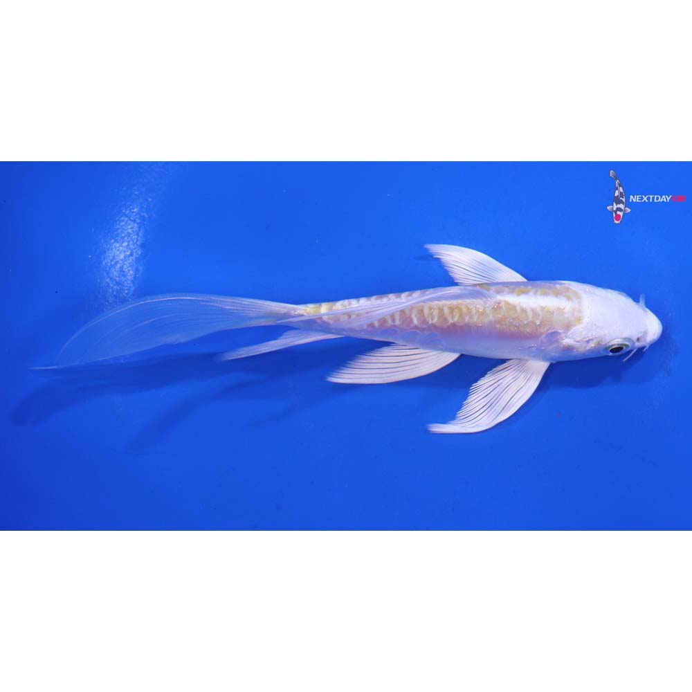 5” Imported Doitsu Lemon Hariwake Butterfly Koi