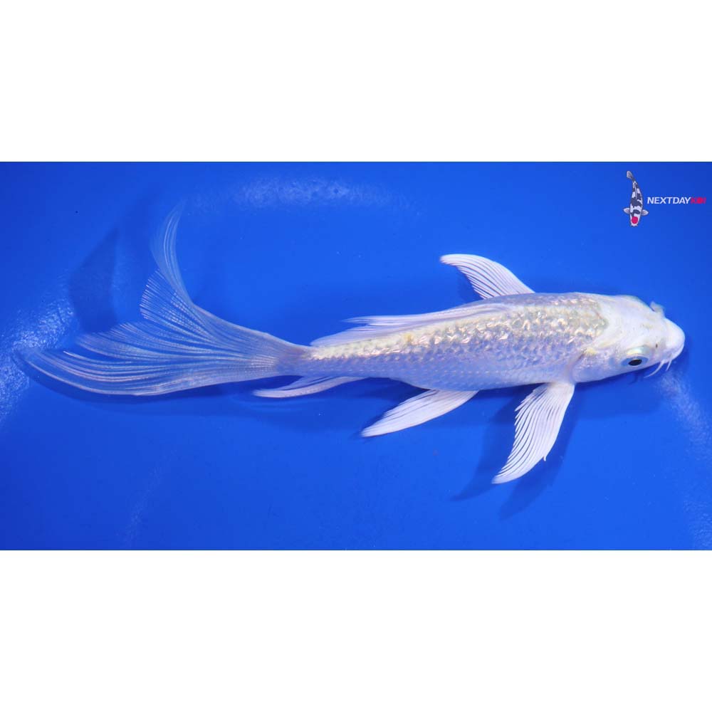 5” Imported Gin Rin Lemon Hariwake Butterfly Koi