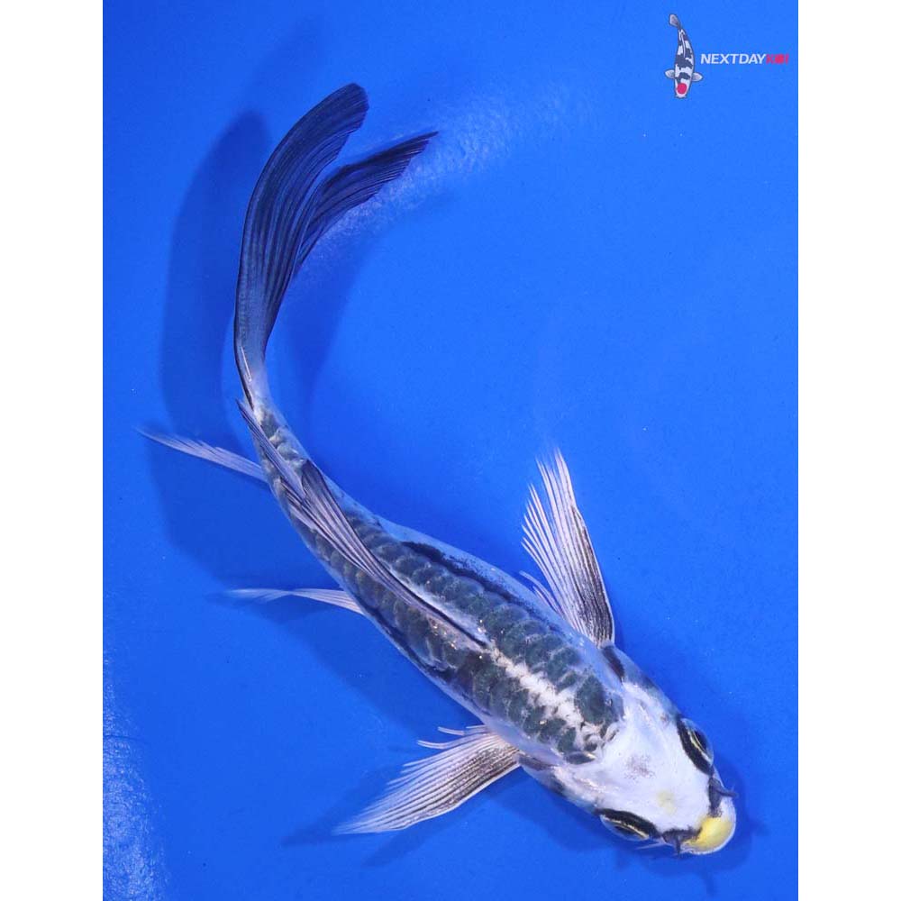 5” Imported Kin Kikokuryu Butterfly Koi
