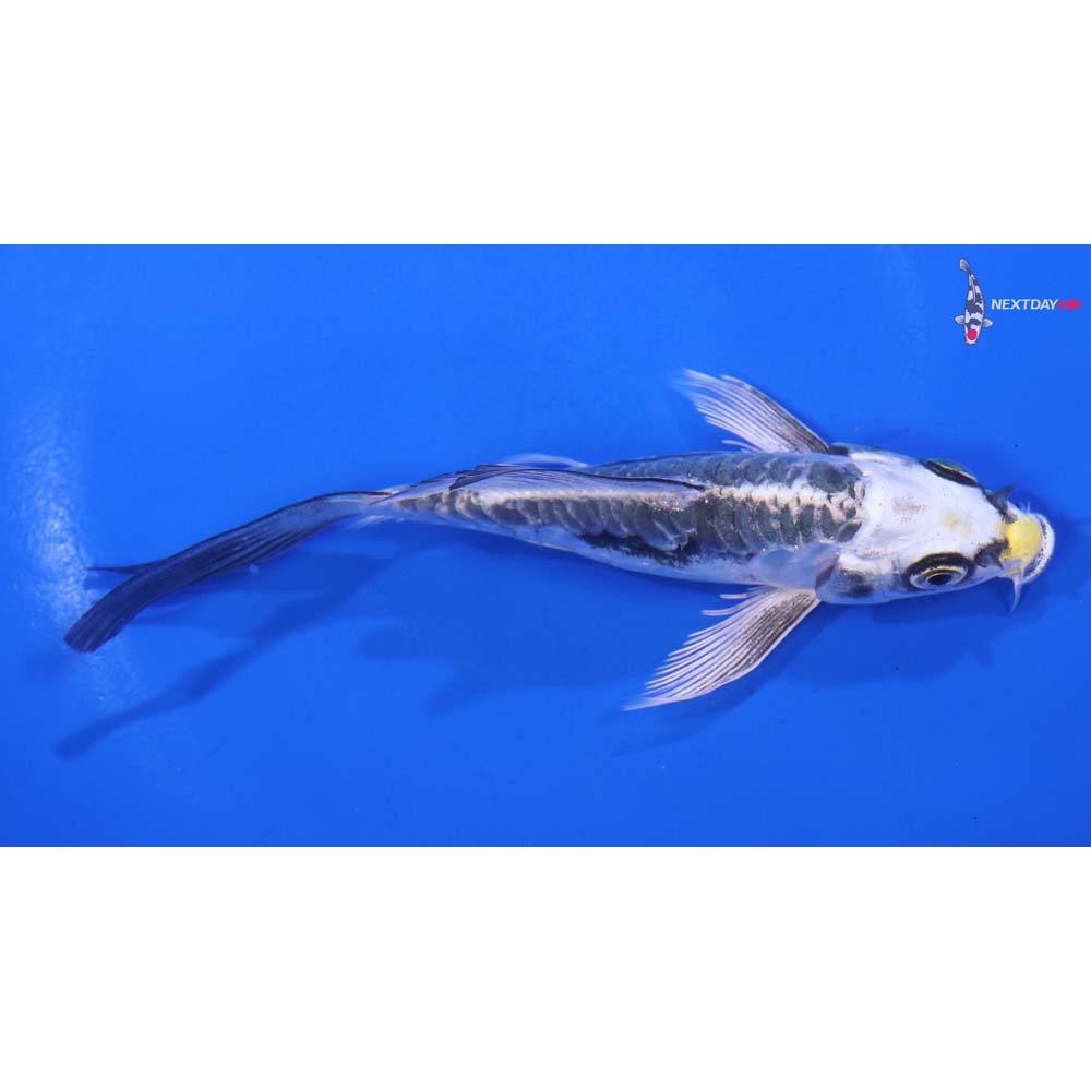 5” Imported Kin Kikokuryu Butterfly Koi
