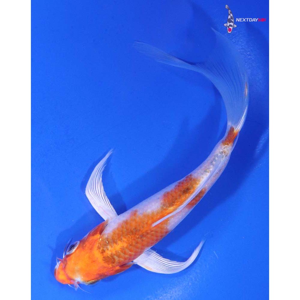5.5” Imported Hariwake Butterfly Koi