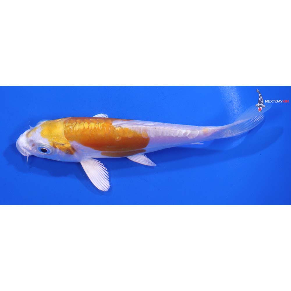 5” Imported Kikusui