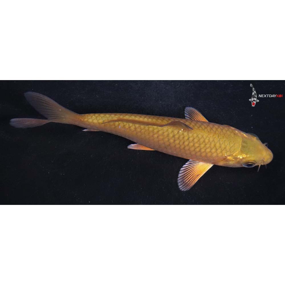 5” Imported Chagoi