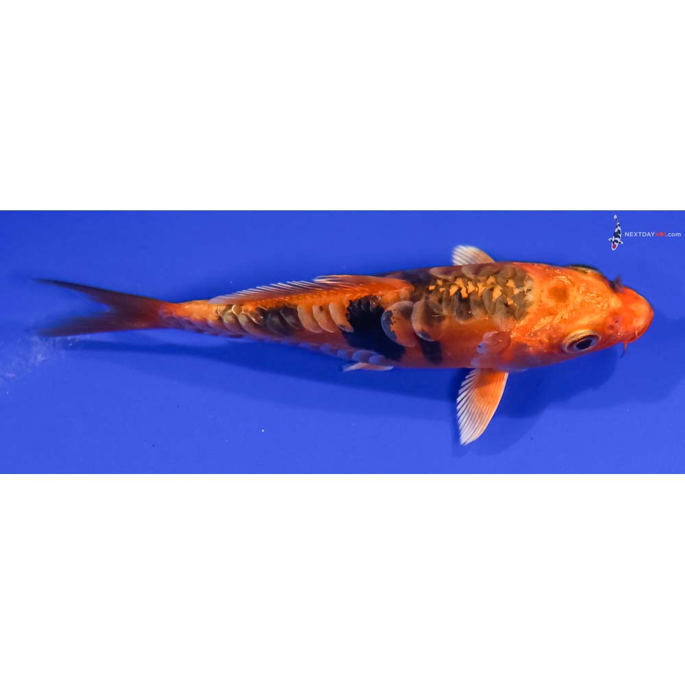 4.5” Imported Doitsu Kin Aka Bekko