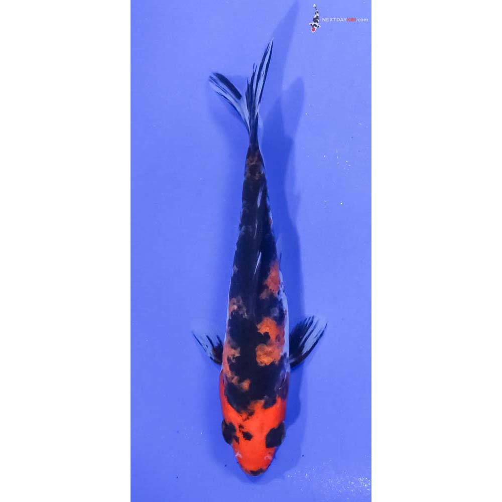 4.5” Imported Aka Sanke