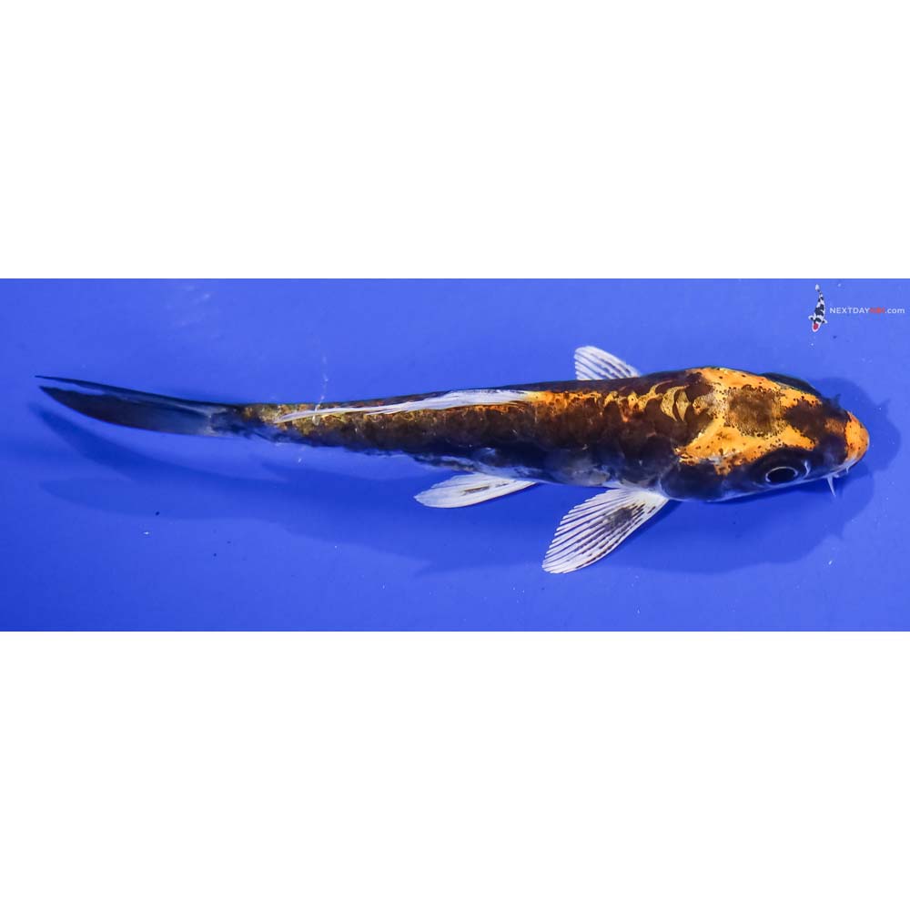 4” Imported Kin Kikokuryu