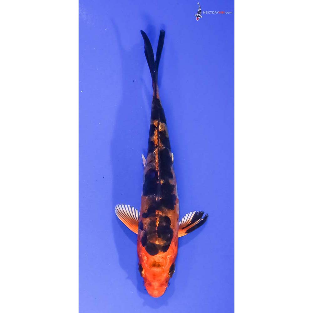 4.5” Imported Doitsu Kin Aka Bekko