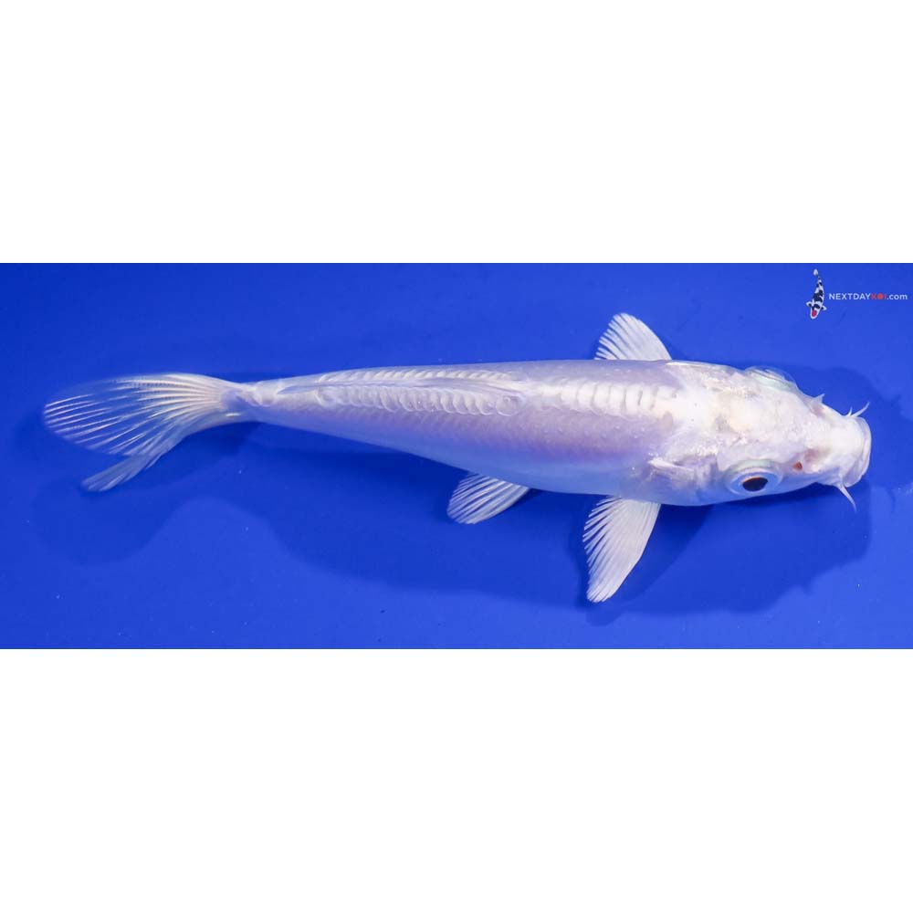 4.5” Imported Doitsu Platinum Ogon