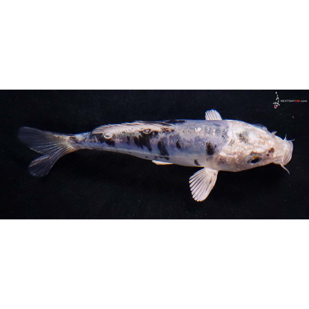 4.5” Imported Doitsu Blue Gin Shiro Bekko