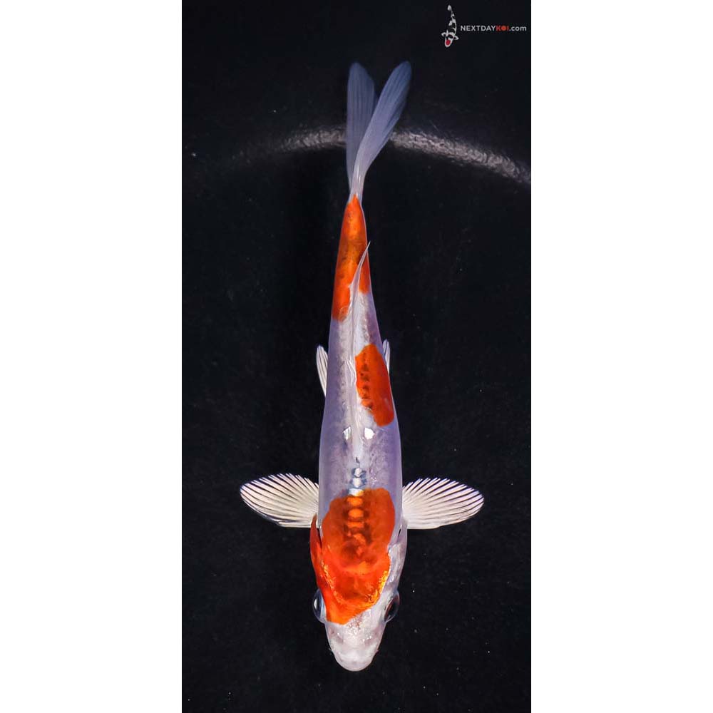 5” Imported Doitsu Blue Kujaku