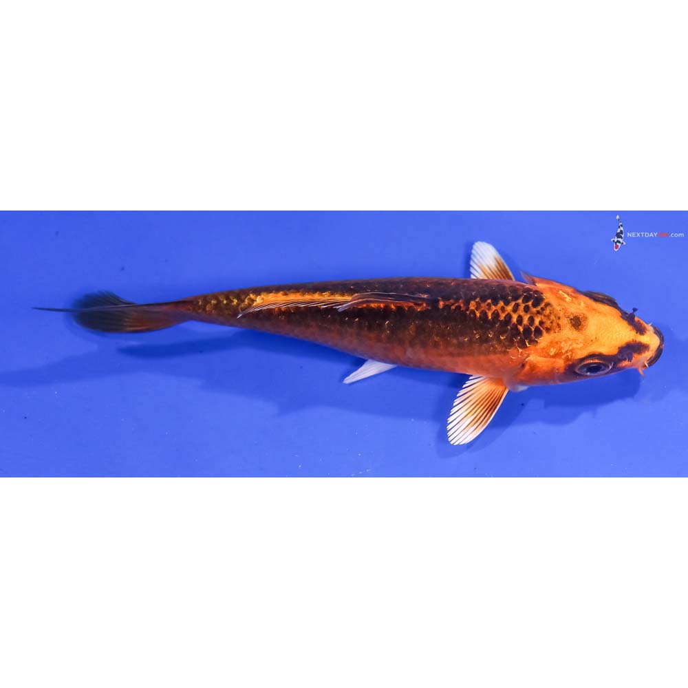 5” Imported Orenji Matsuba