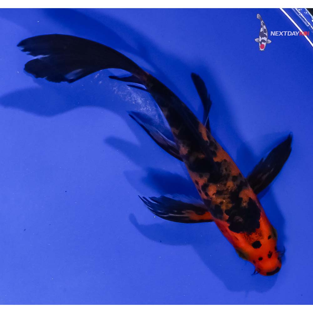 5.5” Imported Aka Bekko Butterfly Koi