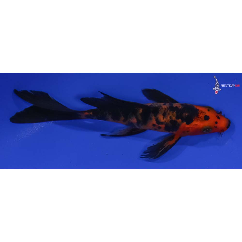 5.5” Imported Aka Bekko Butterfly Koi
